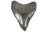 Serrated, Fossil Megalodon Tooth - Excellent Tip #88664-1